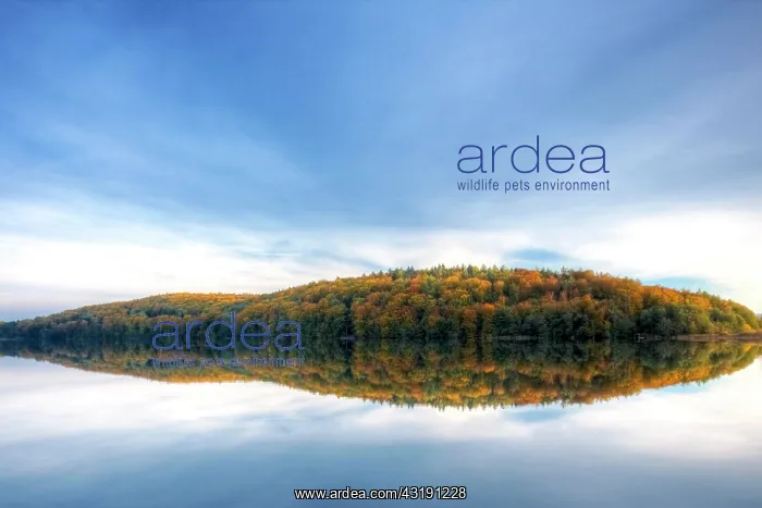 : The Mindelsee lake in fall on Lake Constance near : The Mindelsee lake in fall on Lake Constance near