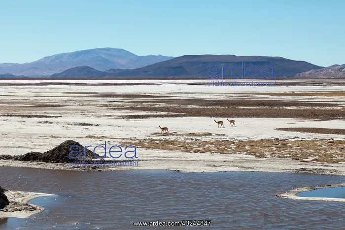 : Minera del Altiplano, lithium mine at saltlake : Minera del Altiplano, lithium mine at saltlake