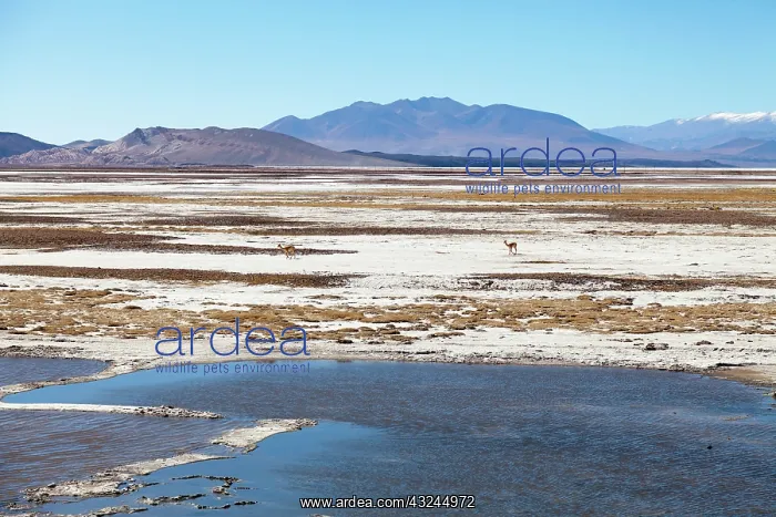 : Minera del Altiplano, lithium mine at saltlake : Minera del Altiplano, lithium mine at saltlake