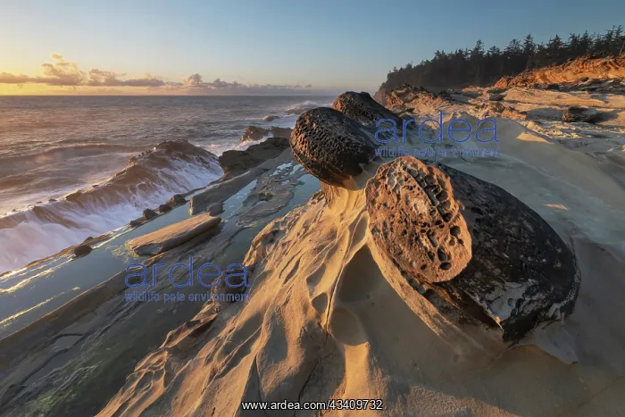 : Mineral concretions at Shore Acres State Park, Oregon : Mineral concretions at Shore Acres State Park, Oregon