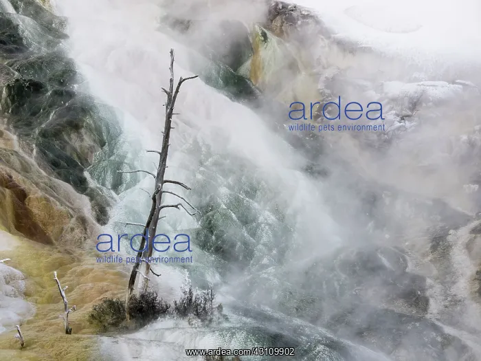 : Mineral deposit Mammoth Hotspring : Mineral deposit Mammoth Hotspring