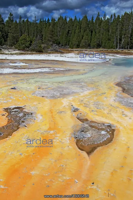  : Mineral Deposits from Hot SpringsUpper Geyser Basin