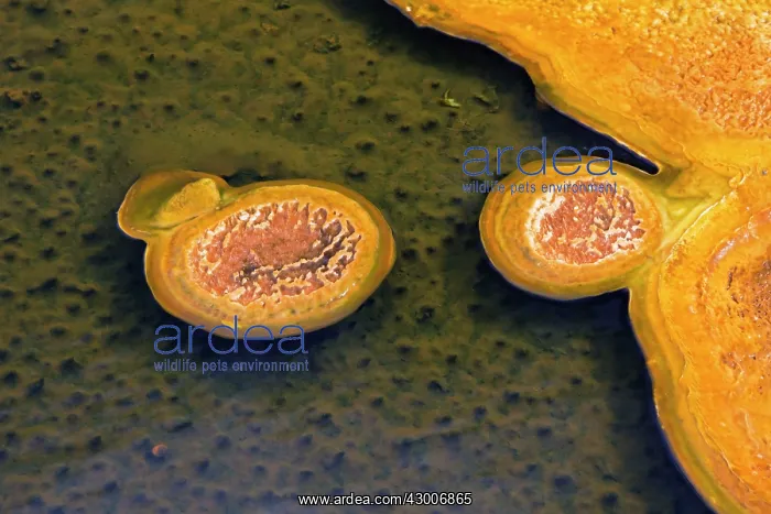  : Mineral Deposits from Hot SpringsUpper Geyser Basin
