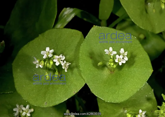 : Miner's lettuce : Miner's lettuce