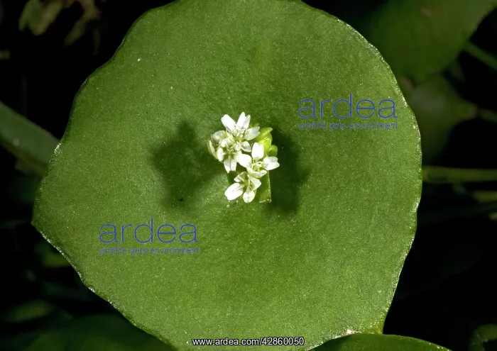 : Miner's lettuce : Miner's lettuce