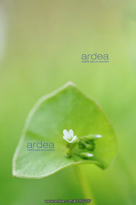 : Miner's lettuce : Miner's lettuce