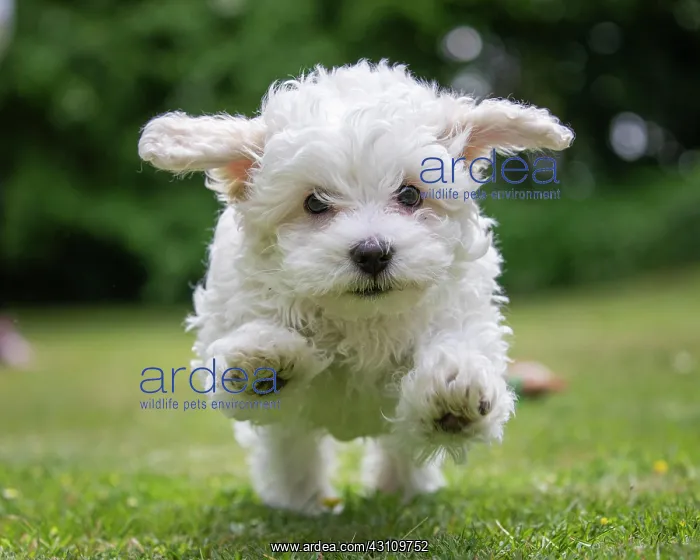 : Mini Maltese in the jump : Mini Maltese in the jump
