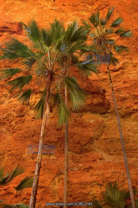 : Mini Palms Gorge - livistonia palms growing on : Mini Palms Gorge - livistonia palms growing on