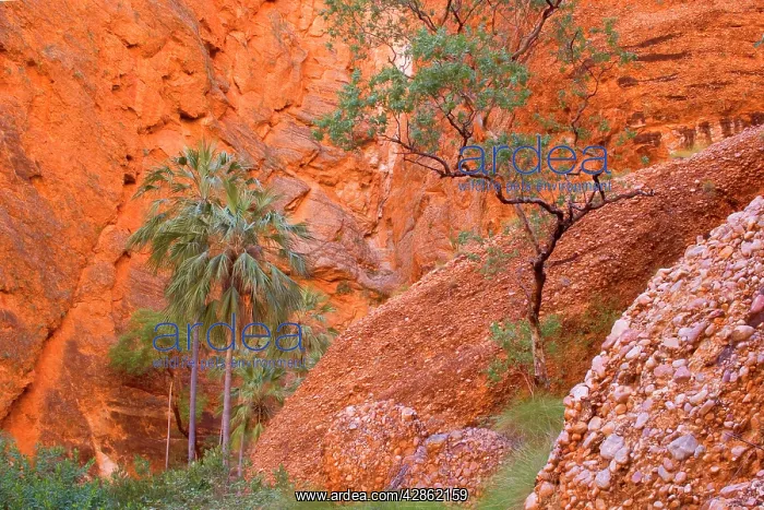 : Mini Palms Gorge - livistonia palms growing on : Mini Palms Gorge - livistonia palms growing on