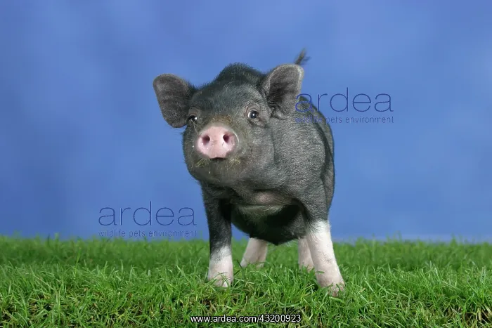 : Mini Pig, 3 month : Mini Pig, 3 month