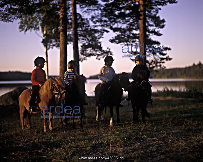 : Mini pony rides under the midnight sun Sweden : Mini pony rides under the midnight sun Sweden