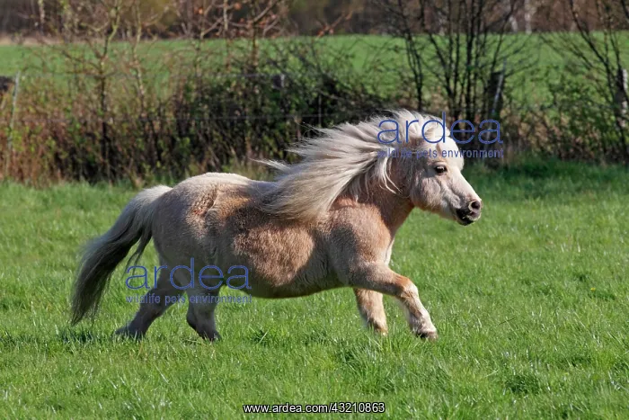 : Mini Shetland pony : Mini Shetland pony