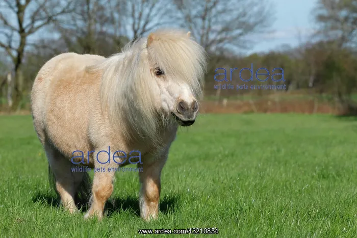  : Mini Shetland Pony, Schleswig-Holstein, Germany