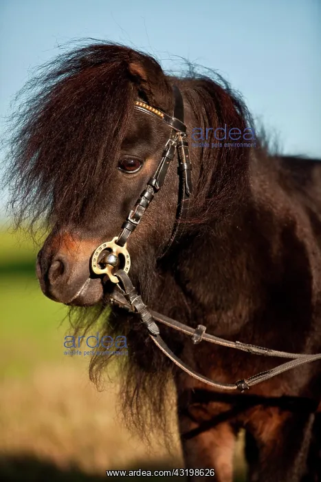 : Mini Shetland pony, stallion, black brown, portrait : Mini Shetland pony, stallion, black brown, portrait