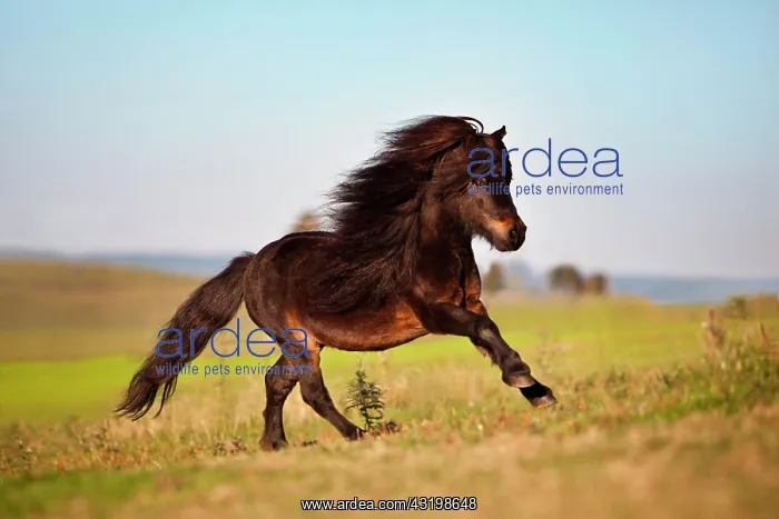 : Mini Shetland pony, stallion, black brown, galloping : Mini Shetland pony, stallion, black brown, galloping