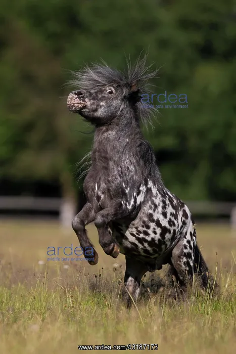 : Mini Shetty Pony Stallion can climb on command : Mini Shetty Pony Stallion can climb on command