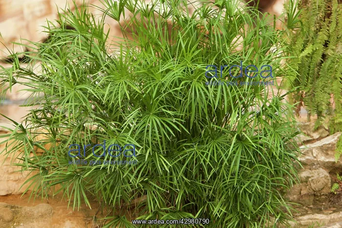: Mini Umbrella Plant : Mini Umbrella Plant