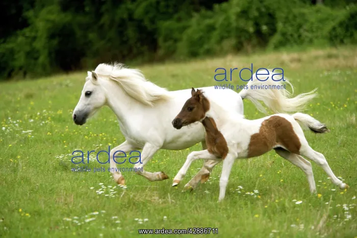 : Miniature American Horse - adult and foal cantering : Miniature American Horse - adult and foal cantering
