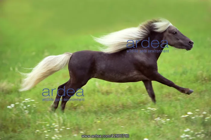  : Miniature American Horse - cantering