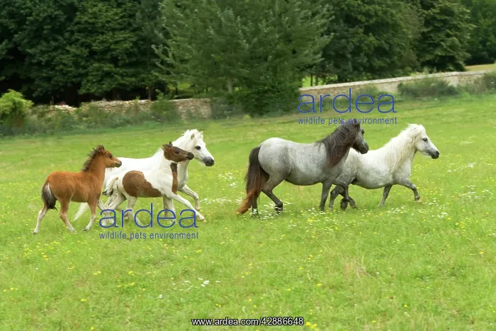 : Miniature American Horses - adults and foals in field : Miniature American Horses - adults and foals in field