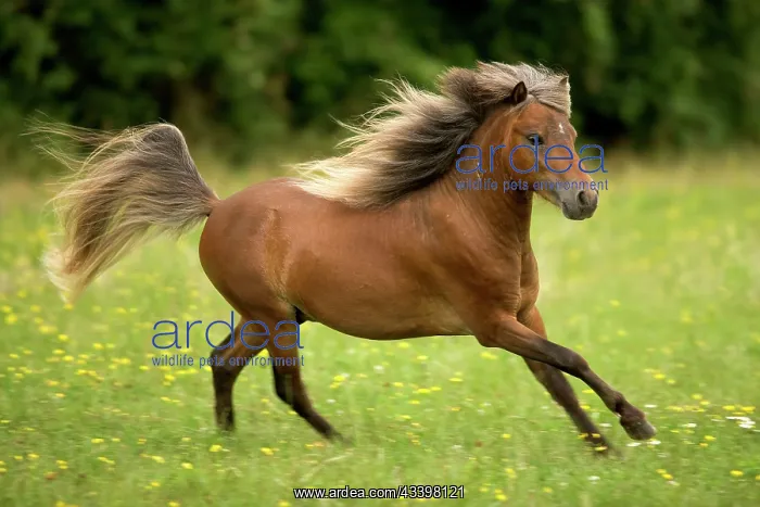  : Miniature American Horses - cantering