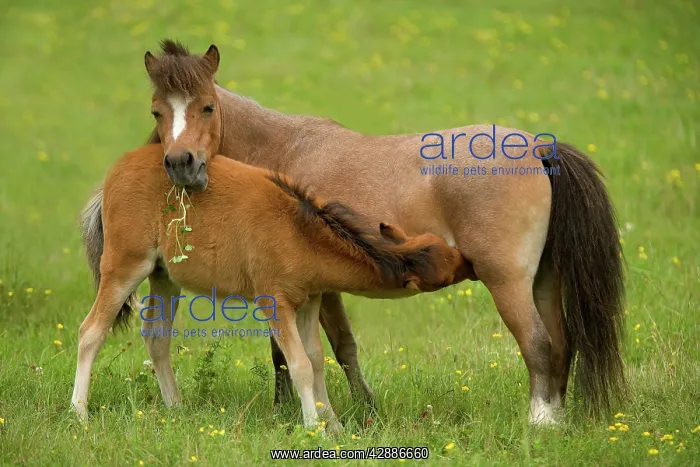 : Miniature American Horses - female with foal suckling : Miniature American Horses - female with foal suckling