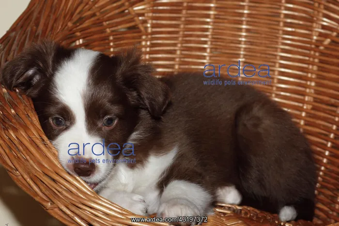 : Miniature American Shepherd, also Miniature Australian : Miniature American Shepherd, also Miniature Australian