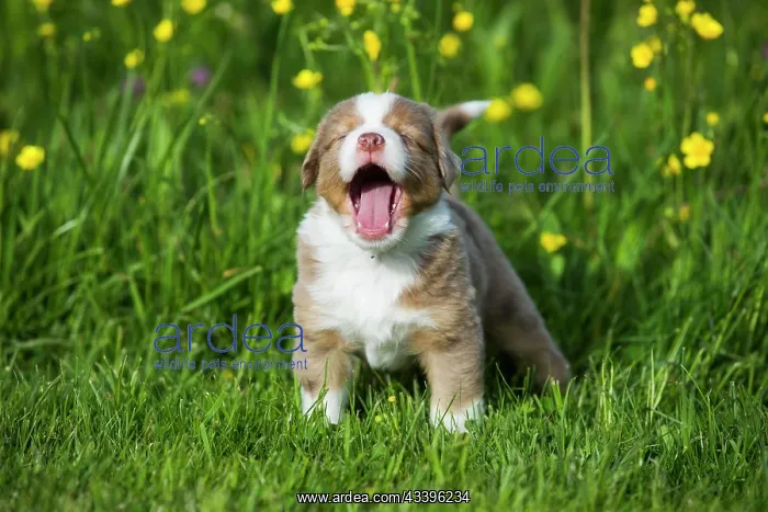 : Miniature American Shepherd or Miniature Australian S : Miniature American Shepherd or Miniature Australian S