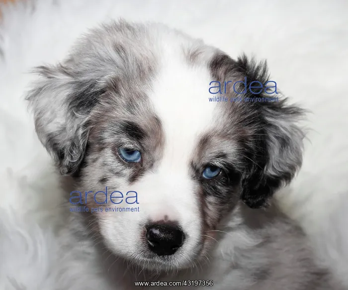: Miniature American Shepherd, puppy, 6.5 weeks, Blue : Miniature American Shepherd, puppy, 6.5 weeks, Blue