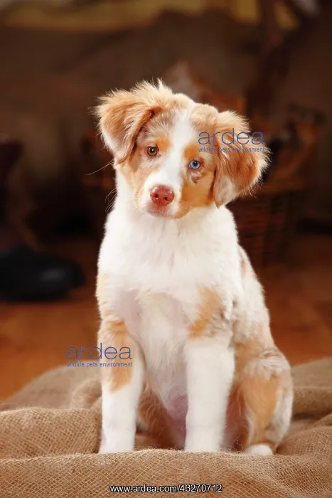 : Miniature Australian Shepherd, puppy, red-merle : Miniature Australian Shepherd, puppy, red-merle