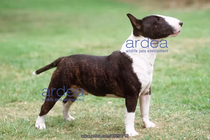 : Miniature Bull Terrier DOG - side on : Miniature Bull Terrier DOG - side on