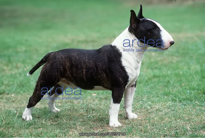 : MINIATURE BULL TERRIER DOG : MINIATURE BULL TERRIER DOG