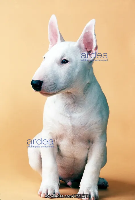 : Miniature bull terrier DOG - puppy