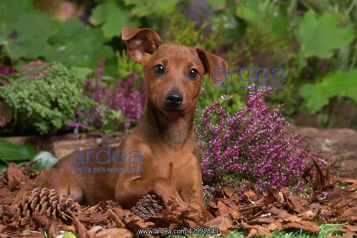 : Miniature or Dwarf Pinscher puppy outdoors in Autumn : Miniature or Dwarf Pinscher puppy outdoors in Autumn