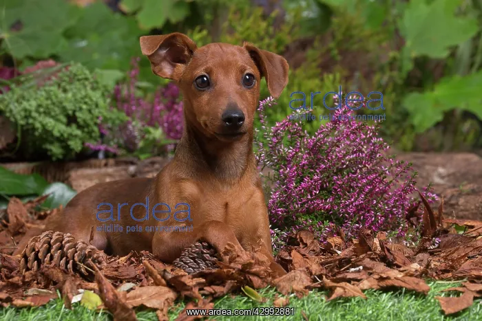 : Miniature or Dwarf Pinscher puppy outdoors in Autumn : Miniature or Dwarf Pinscher puppy outdoors in Autumn
