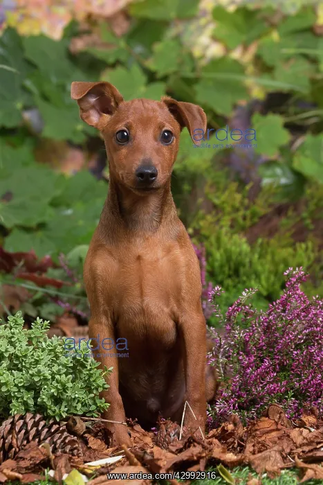 : Miniature or Dwarf Pinscher puppy outdoors in Autumn : Miniature or Dwarf Pinscher puppy outdoors in Autumn