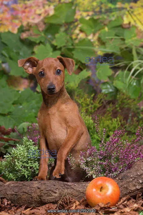 : Miniature or Dwarf Pinscher puppy outdoors in Autumn : Miniature or Dwarf Pinscher puppy outdoors in Autumn