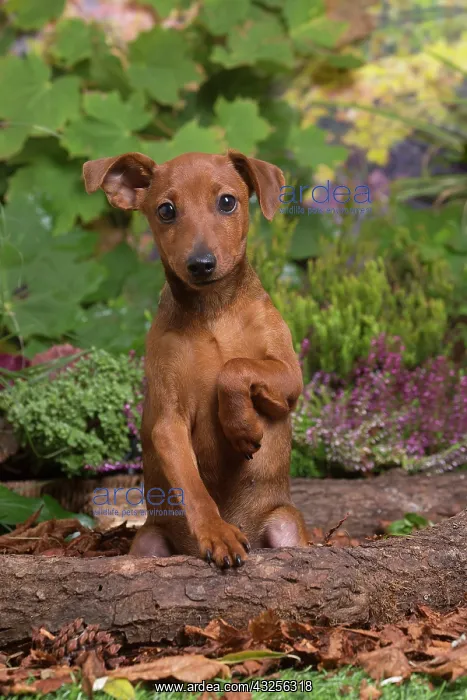 : Miniature or Dwarf Pinscher puppy outdoors in Autumn : Miniature or Dwarf Pinscher puppy outdoors in Autumn