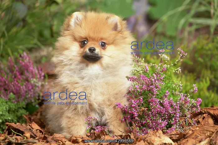 : Miniature German Spitz Dog outdoors in Autumn : Miniature German Spitz Dog outdoors in Autumn