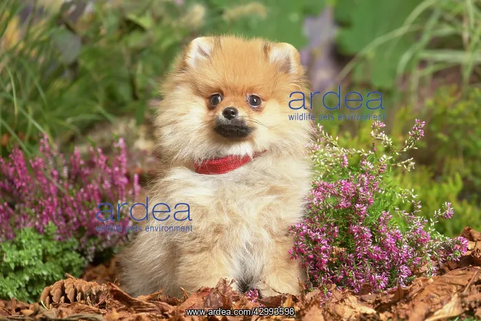 : Miniature German Spitz Dog outdoors in Autumn : Miniature German Spitz Dog outdoors in Autumn