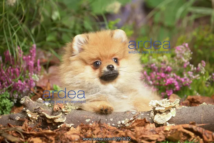 : Miniature German Spitz Dog outdoors in Autumn : Miniature German Spitz Dog outdoors in Autumn