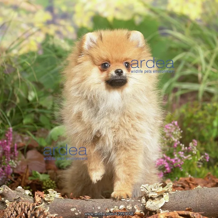 : Miniature German Spitz Dog outdoors in Autumn : Miniature German Spitz Dog outdoors in Autumn