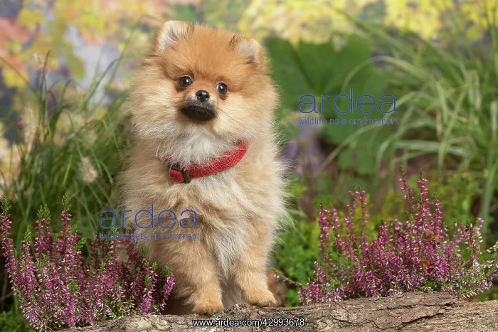 : Miniature German Spitz Dog outdoors in Autumn : Miniature German Spitz Dog outdoors in Autumn