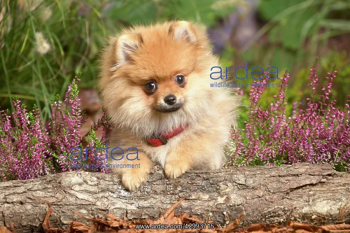 : Miniature German Spitz Dog outdoors in Autumn : Miniature German Spitz Dog outdoors in Autumn