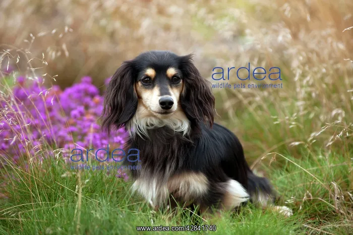 : Miniature long haired dachshund : Miniature long haired dachshund