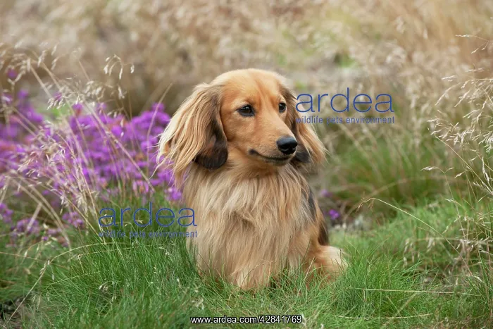 : Miniature long haired dachshund : Miniature long haired dachshund
