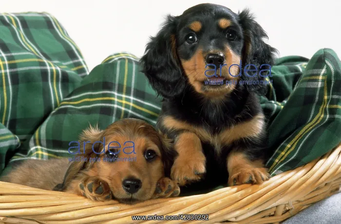 : Miniature Long-haired Dachshund Dog - puppies in basket : Miniature Long-haired Dachshund Dog - puppies in basket
