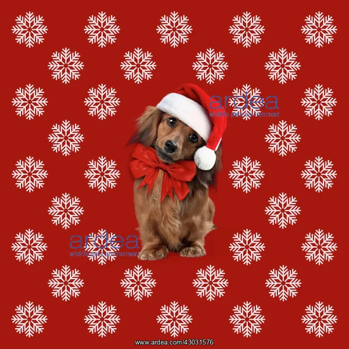 : Miniature Long-haired Dachshund Dog wearing Christmas : Miniature Long-haired Dachshund Dog wearing Christmas