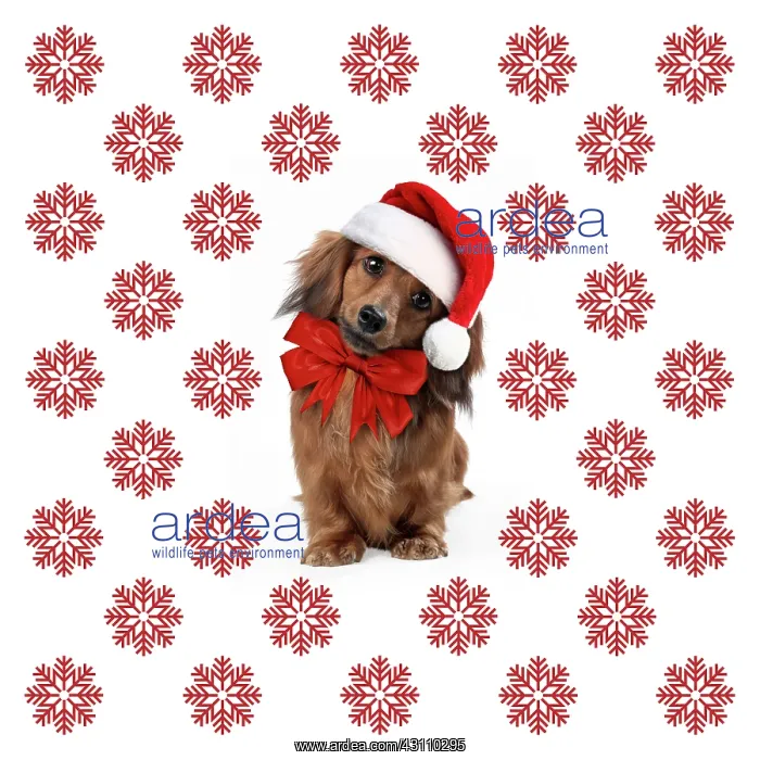 : Miniature Long-haired Dachshund Dog wearing Christmas : Miniature Long-haired Dachshund Dog wearing Christmas