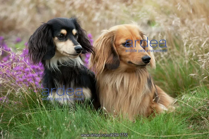 : Miniature long haired dachshunds sitting together : Miniature long haired dachshunds sitting together
